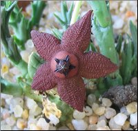 Orbea woodii